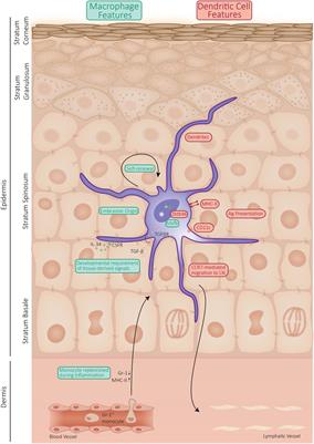 Langerhans Cells: Sensing the Environment in Health and Disease